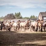 Trekpaardenhappening te Evergem op Zondag 14 juli 2019