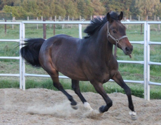 Besmettelijke ziekte spion oppervlakkig Een paard kopen, waar moet je op letten - Paard.net