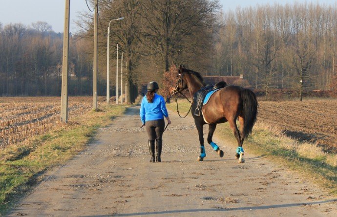 Varen In beweging Baffle Paardrijden op de openbare weg - Paard.net
